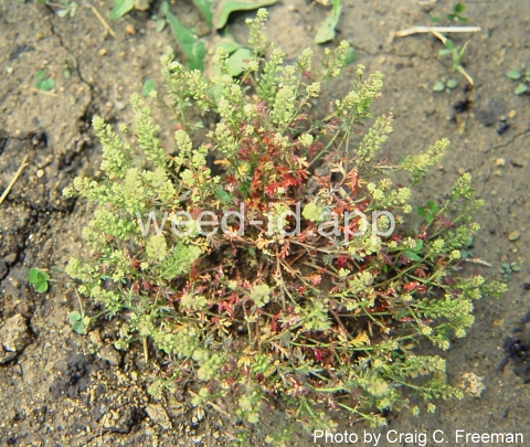 pepperweed, annual